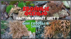 Хвойные осенью. Настораживает цвет? Они готовы к зиме.