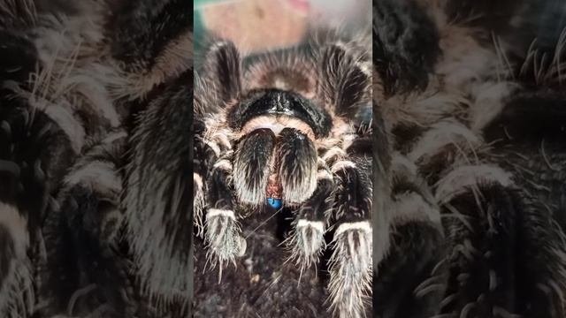 Кормление Машеньки.