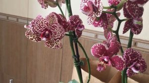 Дикий кот. Обзор орхидеи Wild Cat