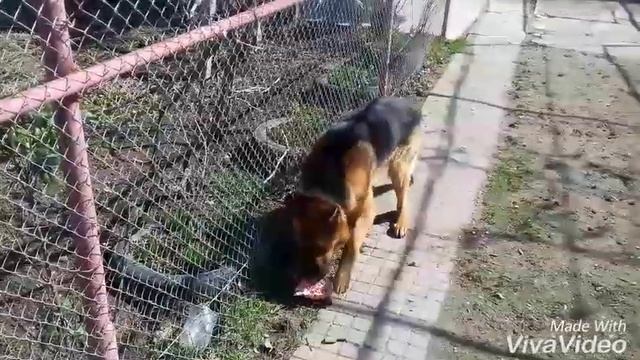 (2 ЧАСТЬ) НА КАКОЙ ДЕНЬ ТЕЧКИ МОЖНО ВЯЗАТЬ СОБАКУ смотреть онлайн