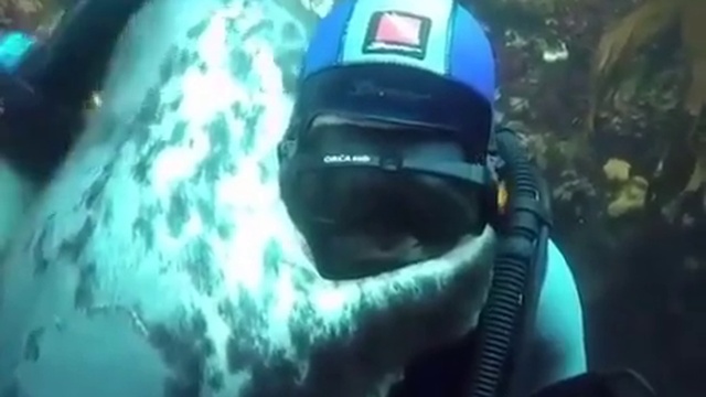 Дружелюбный тюлень