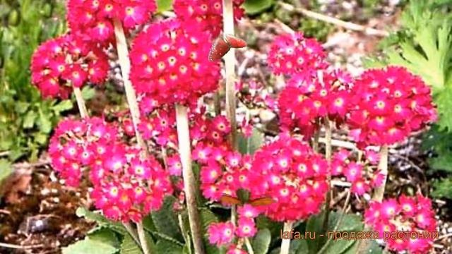 Примула мелкозубчатая Ред (primula Denticulata Red) ? Ред обзор: как сажать, саженцы примулы Ред