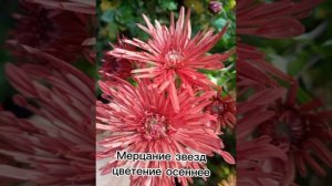 Видео каталог корейской хризантемы с шаровидной формой куста и полусфера.