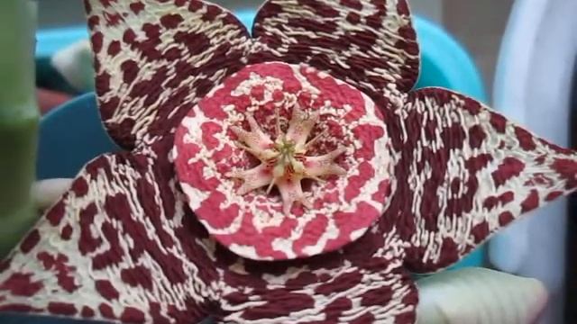 Stapelia (Orbea) variegata смотреть онлайн