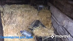 Подстилка для свиней//Солома или Тырса? А может щелевой пол?