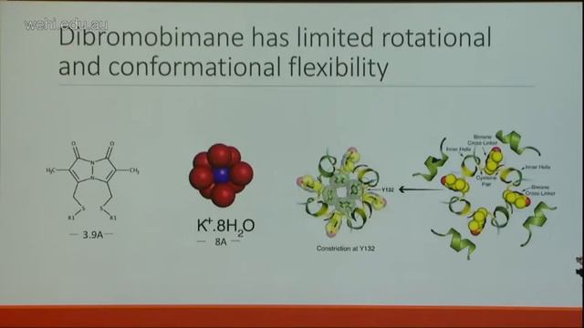 Black K (2017): Structure-function studies of K+ channel gating смотреть онлайн