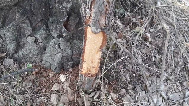 Грызуны грызут зимой даже сосну обыкновенную