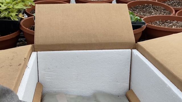 Cut flower farm - Lisianthus are here! смотреть онлайн