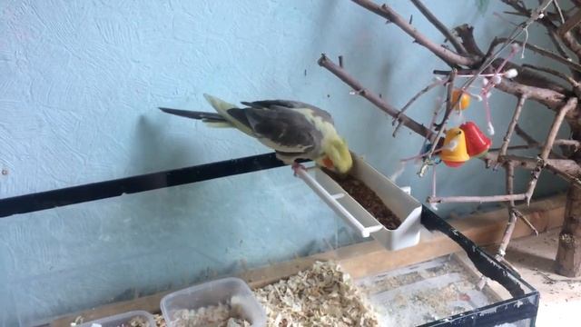 Как разводить волнистых попугаев, кратко, основа. смотреть онлайн