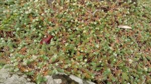 Приноготовник головчатый (лат. Paronychia capitata). Ботанический сад Орхус 18 сентября 2022, Дания