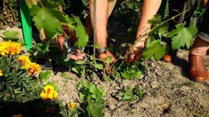 Как  формировать молодой куст винограда