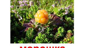 Презентация для детей по Доману. Растения ягоды