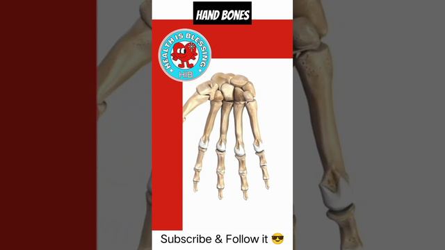 hand bones #healthisblessing