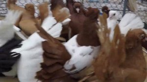 Уральские, Ейские,Омские статные голуби.3ч.