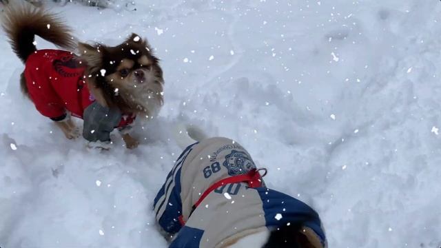 Новогоднее поздравление от чихуахуа Блэки и Гуччи. Какую ёлку выбрать живую или искусственную? смотреть онлайн