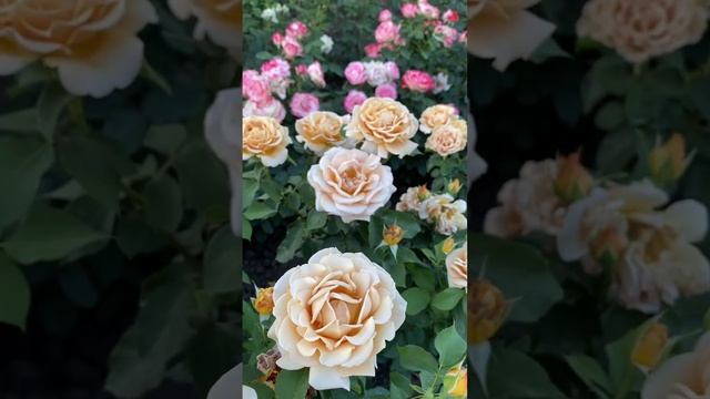 Цвет кофе с молоком, шоколад и лаванда! И это всё в одной розе Коко Локо #agriculture #rose #nature