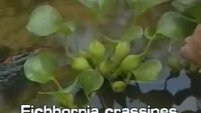 Water Hyacinth смотреть онлайн