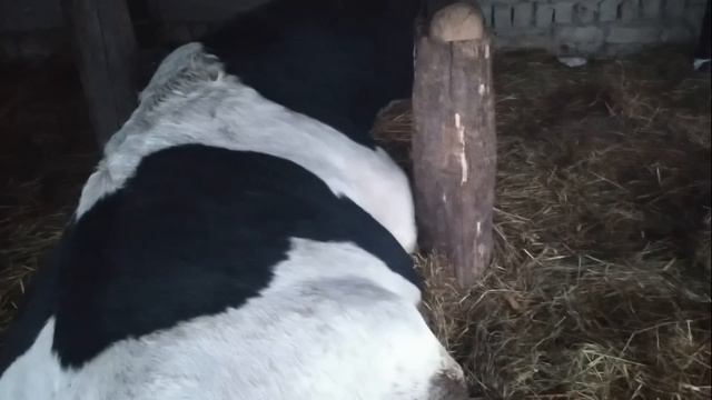 Где спят мои быки зимой. смотреть онлайн