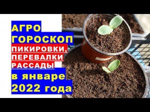 Агрогороскоп пикировки, перевалки, посадки рассады в январе 2022 года