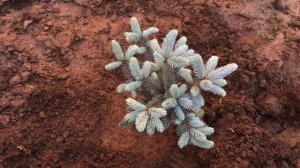 Ель колючая Хупси. Picea pungens Hoopsii. Посадка 2016