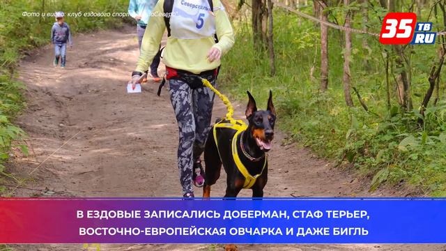 Состязания по бегу с запряжёнными собаками прошли в Череповце смотреть онлайн
