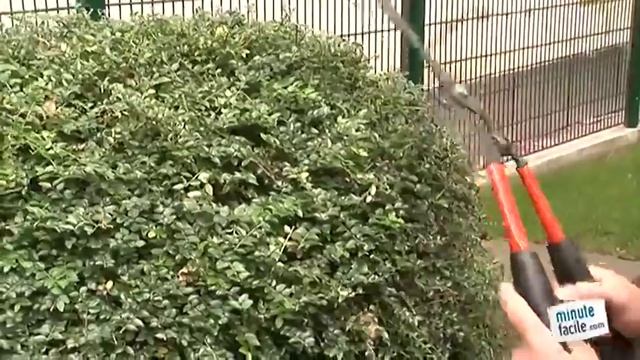 Astuces pour bien tailler un lonicera nitida смотреть онлайн