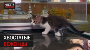 Администрация г.о. Истра приютила кота