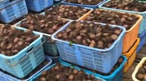 Добыча морского ежа