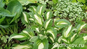 Одна из старейших и красивых, хоста Ундулата (Undulata)