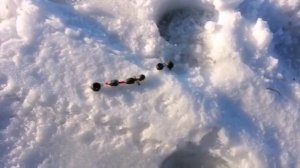 Ловля налима со льда.Рыбалка.Fishing