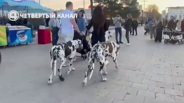 Они не оставят тебя равнодушными. Самые красивые собаки Екатеринбурга. Далматинцы