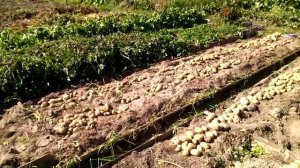 Уборка картофеля часть 2