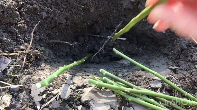 Укореняю розы ? из букета ☺️.. #ВиленаЦветкова