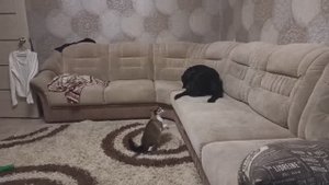 Бешенный Кане Корсо