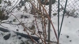 Малина. Нужно ли укрывать на зиму.