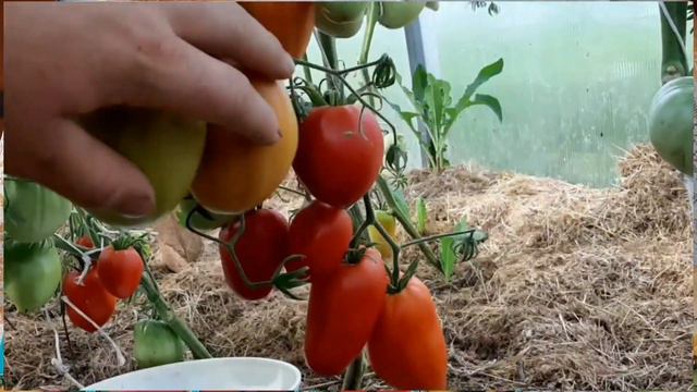 Лучший томат сезона 2022 Калабрези!!! смотреть онлайн