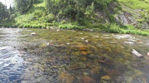 Бельсу за хариусом