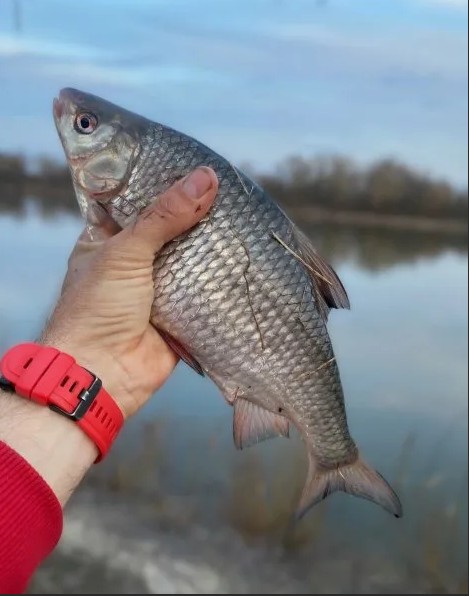 Чего не любит плотва?