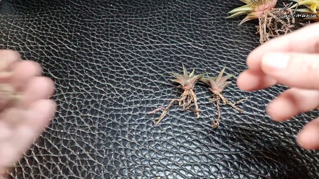 Mass Haworthia Repot | Repotting over 20 Plants! | #Cactus & #Succulents смотреть онлайн