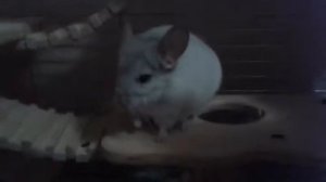 Как правильно научить шиншиллу к командам