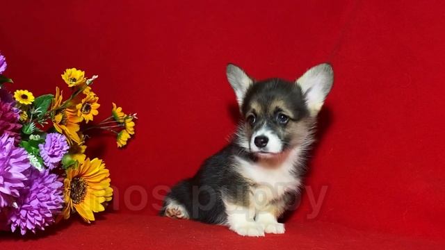 Щенки Корги триколор девочки и мальчики 6 недель смотреть онлайн