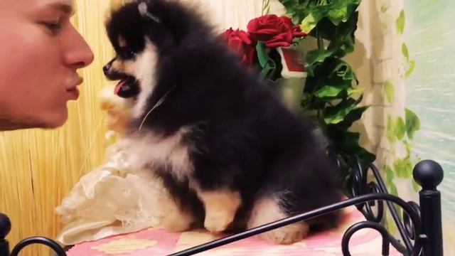 Померанский шпиц  Девочка Шоу класс