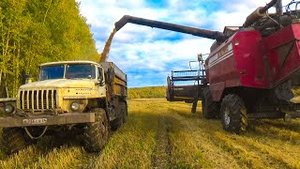 Уборочная 2022. Убираем ячмень комбайном Палессе GS-12. Вожу зерно по грязи на Урале..mp4
