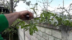 Что делать с грушей весной