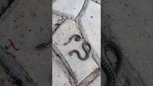 #змеи на участке# гадюка ядовитая# убила змею#