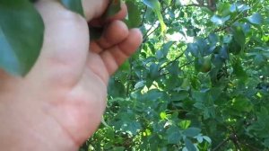 Что делать ,если листья  на Груши чернеют в августе ?