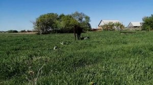 КОРОВА! КОРОВА ЗАБОЛЕЛА! ЛЕЧЕНИЕ КОРОВЫ! АЛЛЕРГИЯ У КОРОВЫ! СИМПТОМЫ! ЛЕЧЕНИЕ!