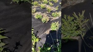 Ива пурпурная на геотекстиле и без. Разница развития. Однолетняя и двухлетняя корневая система.