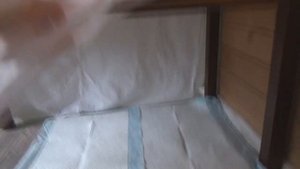 Роды кошки породы мейн-кун. Роды затянулись
