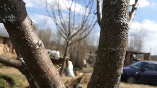 Сад_обработка_Мох на деревьях/ Чистим/ Белим/...и немного обовсем!/03.05.18 смотреть онлайн